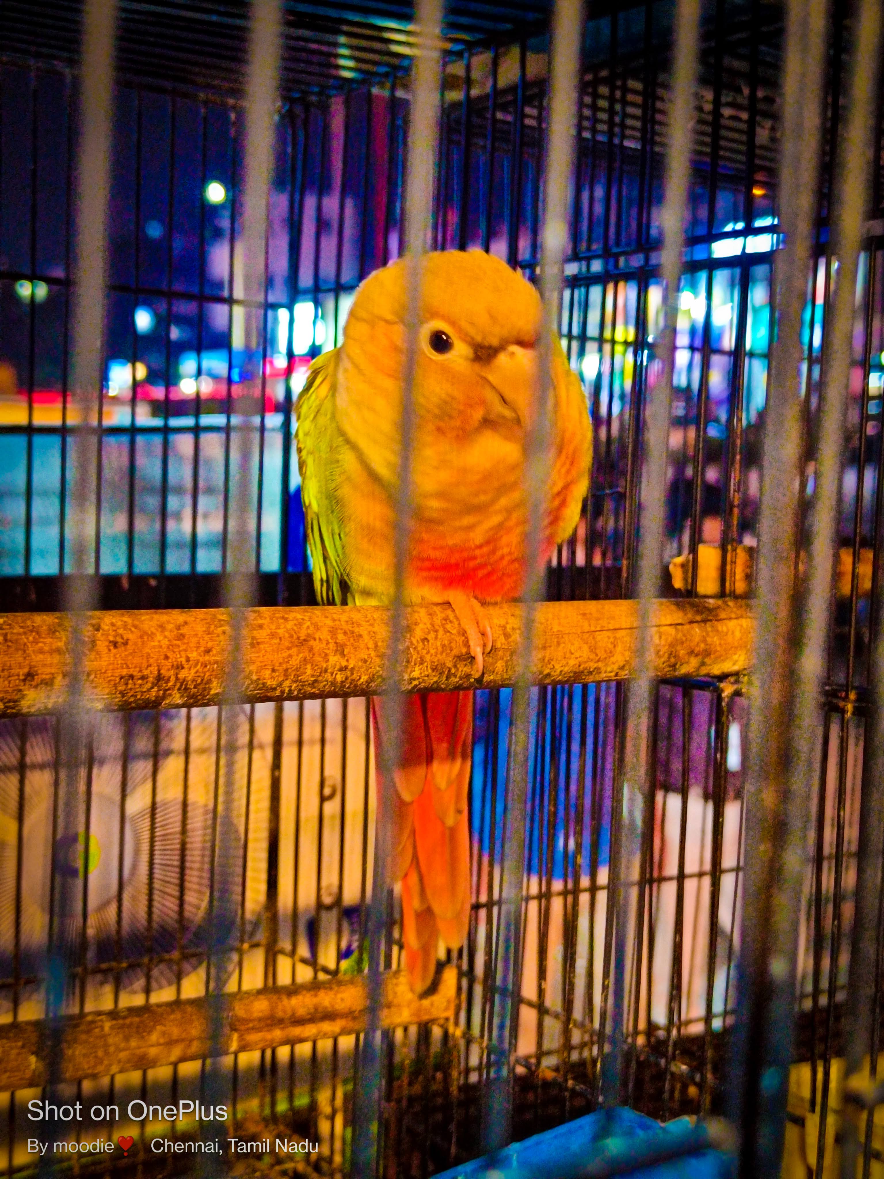 A graceful bird image